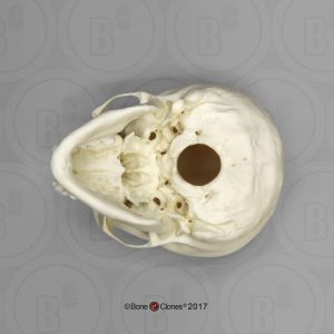 Schedelmodel Adolescent
