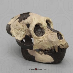 Schedelmodel Aegyptopithecus zeuxis