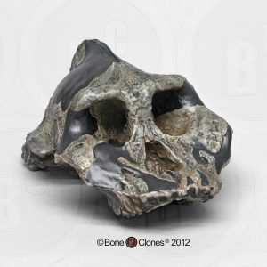 Schedelmodel Australopithecus aethiopicus