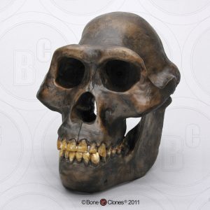 Schedelmodel Australopithecus afarensis
