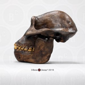 Schedelmodel Australopithecus afarensis