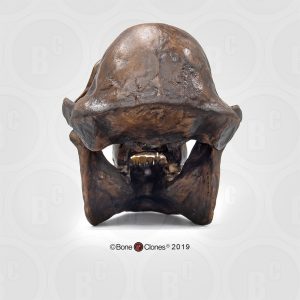 Schedelmodel Australopithecus afarensis