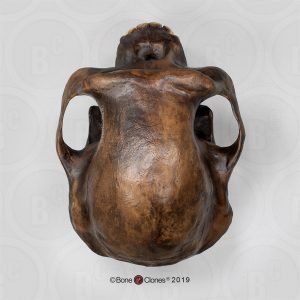 Schedelmodel Australopithecus afarensis