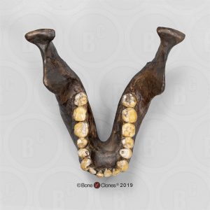 Schedelmodel Australopithecus afarensis