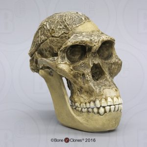 Schedelmodel Australopithecus africanus