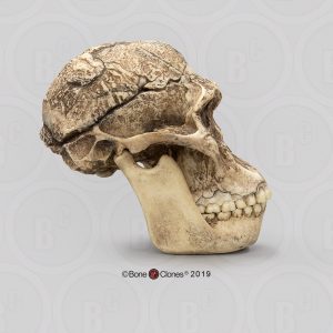 Schedelmodel Australopithecus africanus