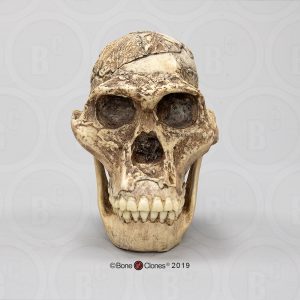 Schedelmodel Australopithecus africanus