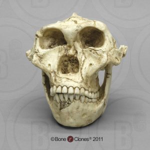 Schedelmodel Australopithecus robustus