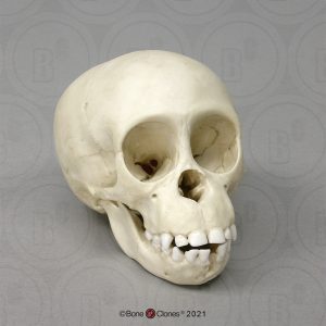 Schedelmodel Baby Chimpansee
