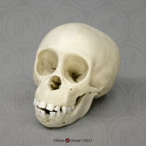 Schedelmodel Baby Chimpansee