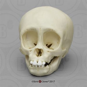 Schedelmodel Baby Gorilla