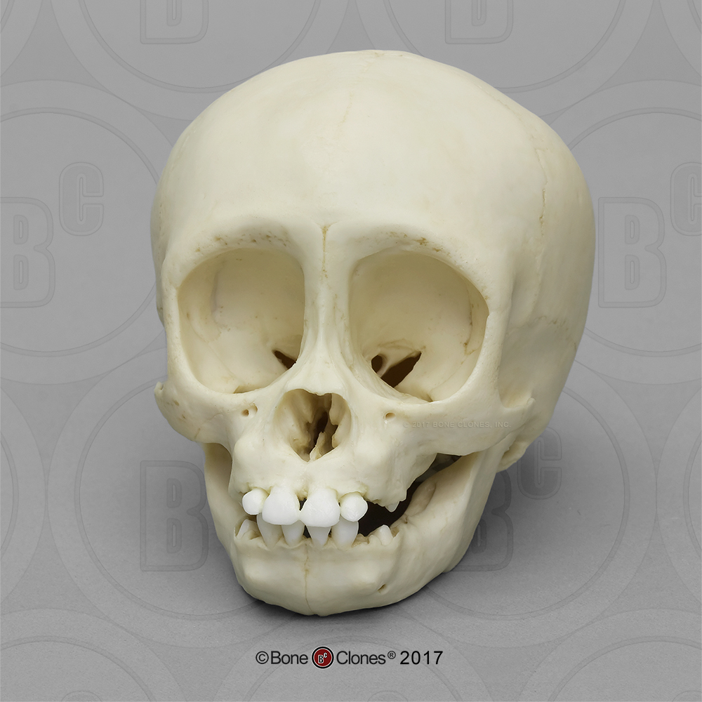 Schedelmodel Baby Gorilla