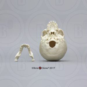 Schedelmodel Baby Gorilla