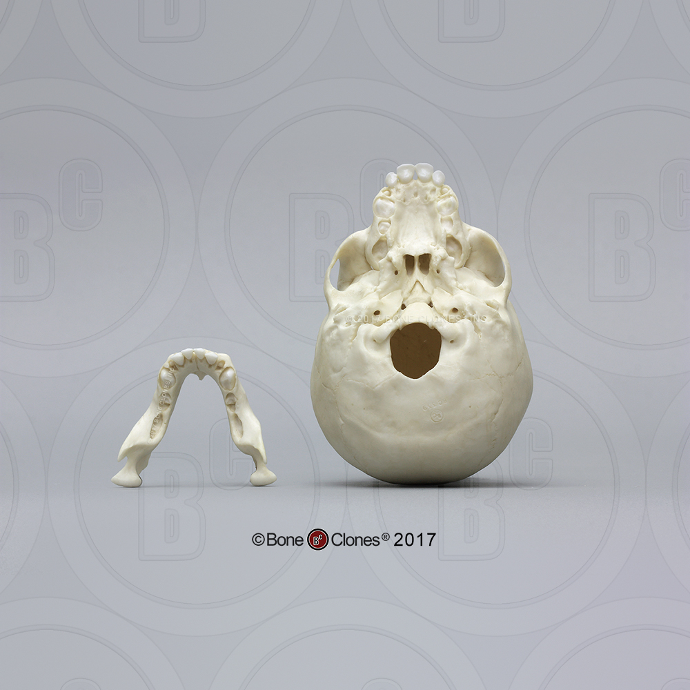 Schedelmodel Baby Gorilla