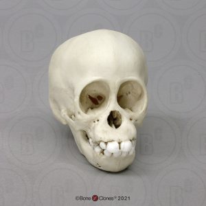 Schedelmodel Baby Orang-oetan