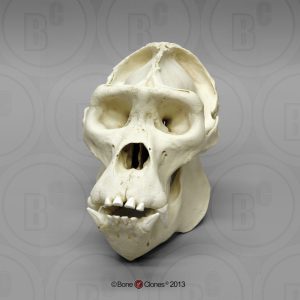 Schedelmodel Berggorilla