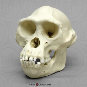 Schedelmodel Bonobo, mannelijk