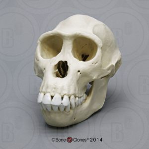 Schedelmodel Bonobo, vrouwelijk