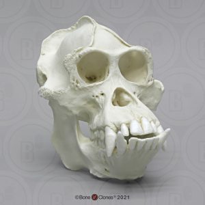 Schedelmodel Borneose Orang-oetan, mannelijk