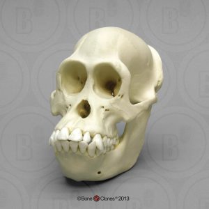 Schedelmodel Borneose Orang-oetan, vrouwelijk