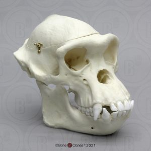 Schedelmodel Chimpansee met los schedeldak