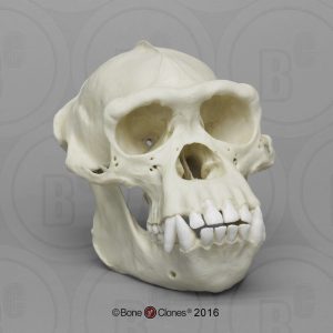 Schedelmodel Chimpansee, mannelijk