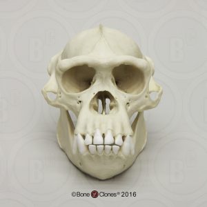 Schedelmodel Chimpansee, mannelijk