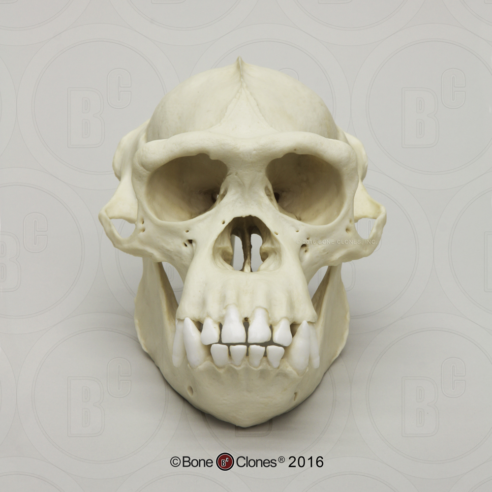 Schedelmodel Chimpansee, mannelijk