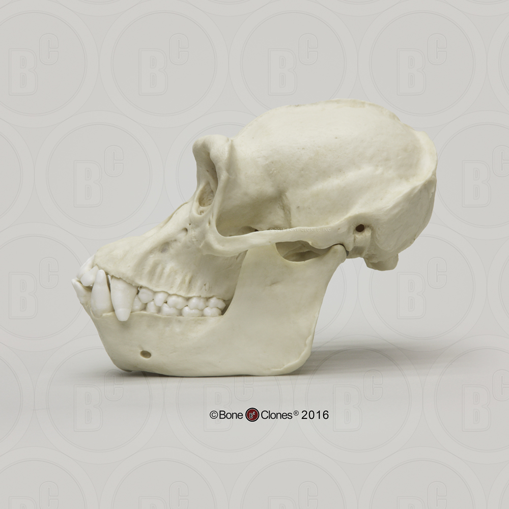 Schedelmodel Chimpansee, mannelijk