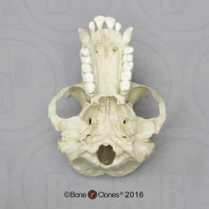 Schedelmodel Chimpansee, mannelijk