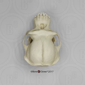 Schedelmodel Chimpansee, mannelijk