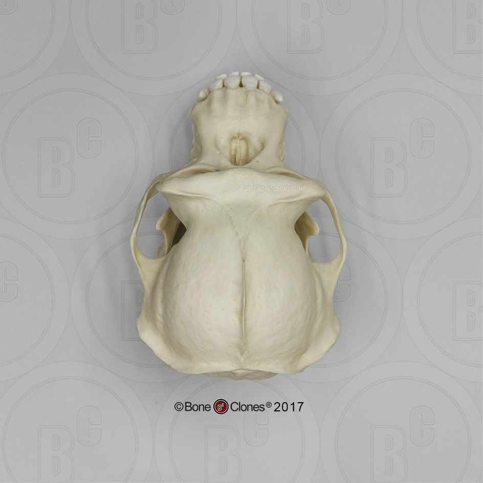 Schedelmodel Chimpansee, mannelijk
