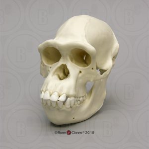 Schedelmodel Chimpansee, vrouwelijk