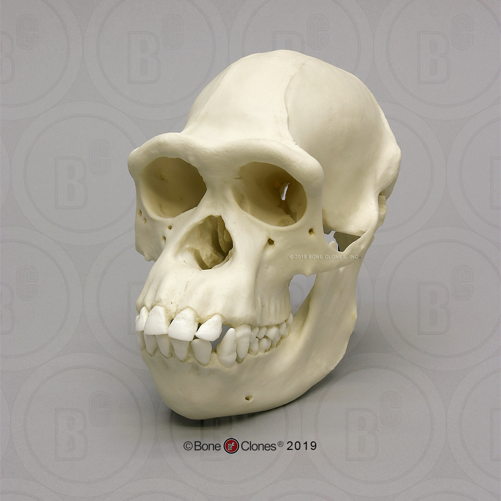 Schedelmodel Chimpansee, vrouwelijk