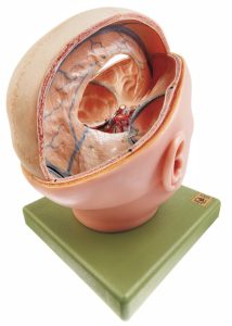Schedelmodel Dura Mater
