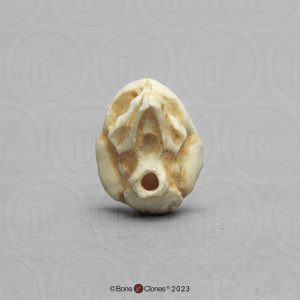 Schedelmodel Foetus 13 weken