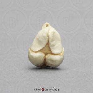 Schedelmodel Foetus 13 weken