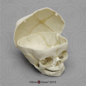 Schedelmodel Foetus 40 weken met los schedeldak