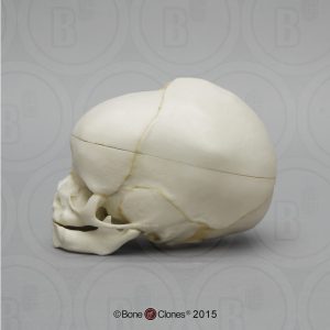 Schedelmodel Foetus 40 weken met los schedeldak