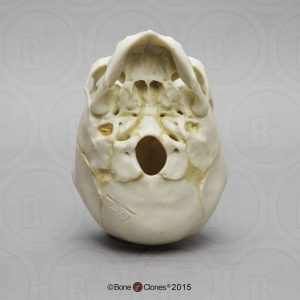 Schedelmodel Foetus 40 weken met los schedeldak