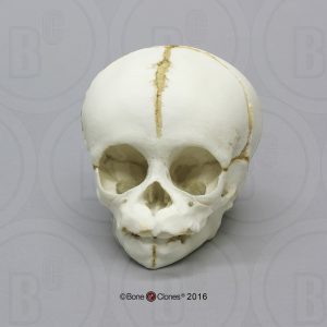 Schedelmodel Foetus Chimpansee