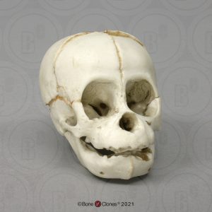 Schedelmodel Foetus Orang-oetan