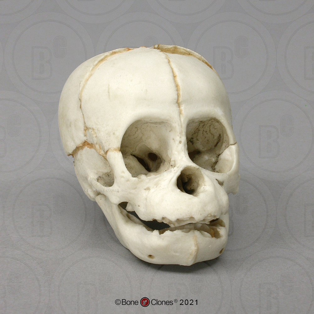 Schedelmodel Foetus Orang-oetan