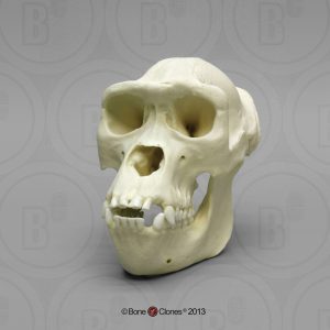 Schedelmodel Gorilla, vrouwelijk