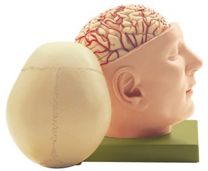 Schedelmodel met Hersenen en Schedeldak