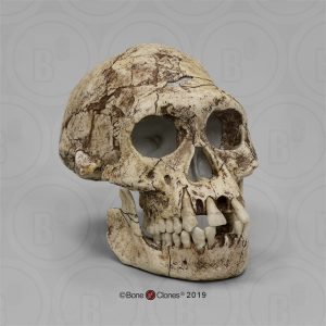 Schedelmodel Homo erectus