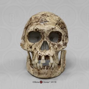Schedelmodel Homo erectus