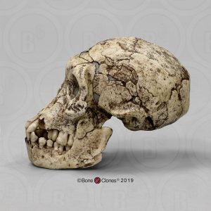 Schedelmodel Homo erectus