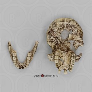Schedelmodel Homo erectus