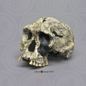 Schedelmodel Homo Habilis